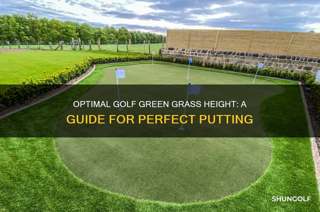 what is the height of a golf green grass