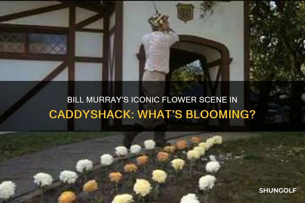 what kind of flwoers o billmurray golf in caddyshack