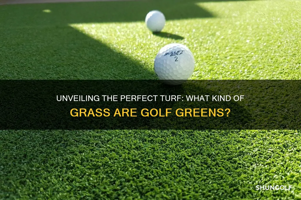 what kind of grass are golf greens