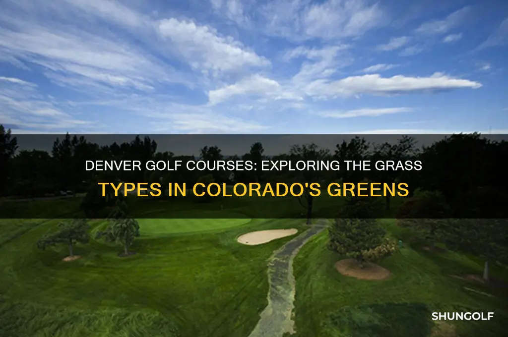 what kind of grass on golf coureses in denver co