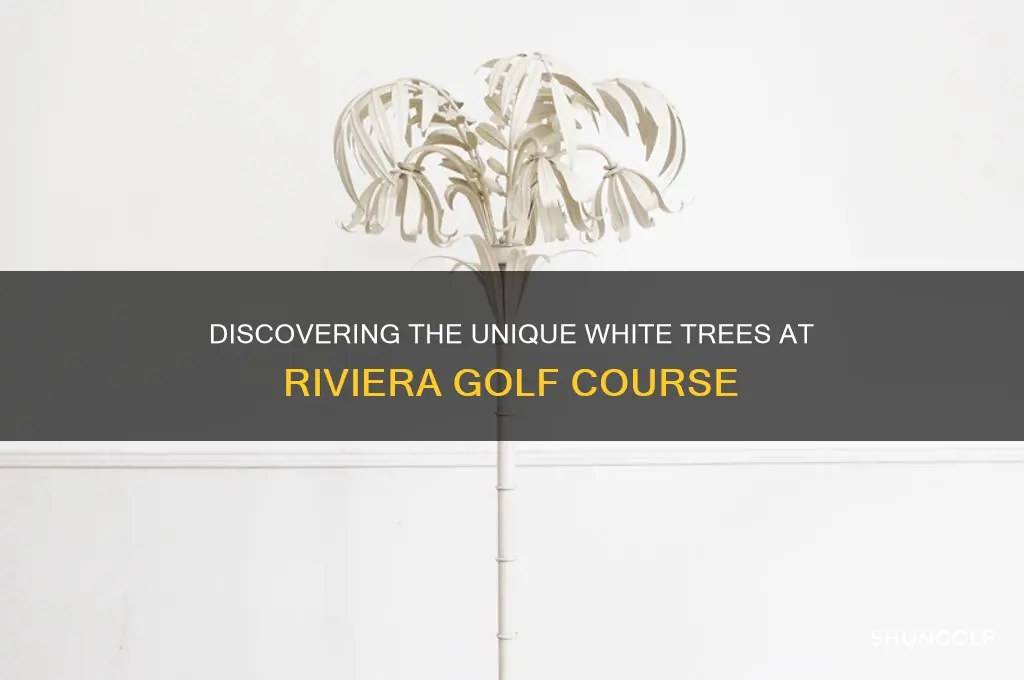 what kind of white trees at riviera golf