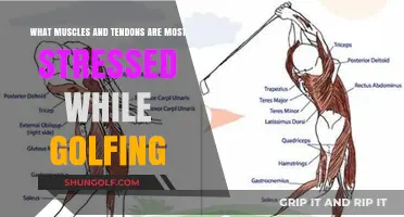 Golf's Impact: Key Muscles and Tendons Under Stress on the Course