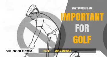 Golfers' Muscles: The Key to Power and Precision