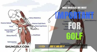 Master Your Golf Swing: Key Muscles for Power and Precision
