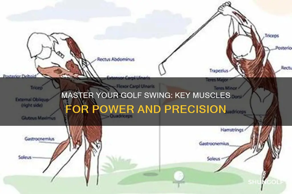 what muscles are most important for golf