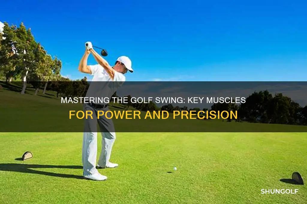what muscles are used to swing a golf club