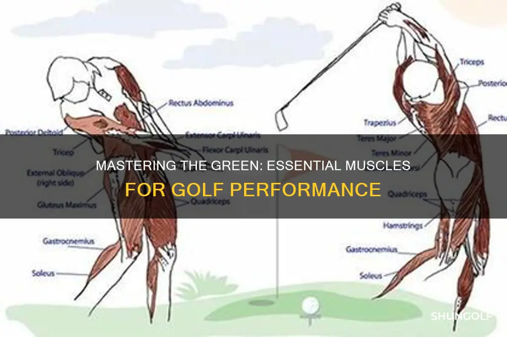 what muscles do you need for golf
