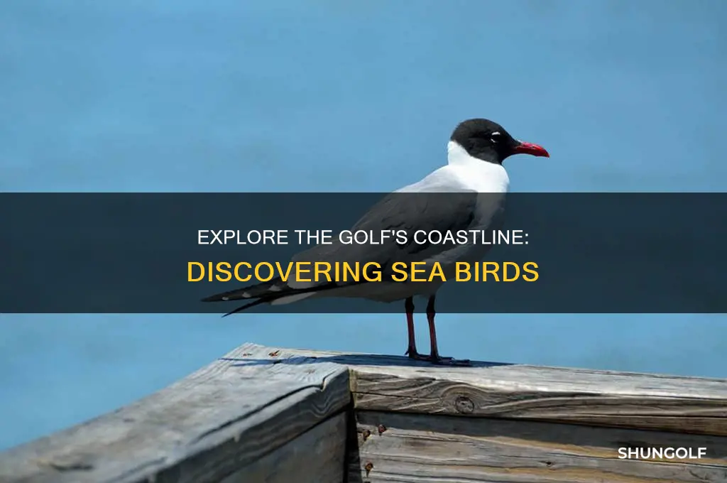 what seafulls are in the golf