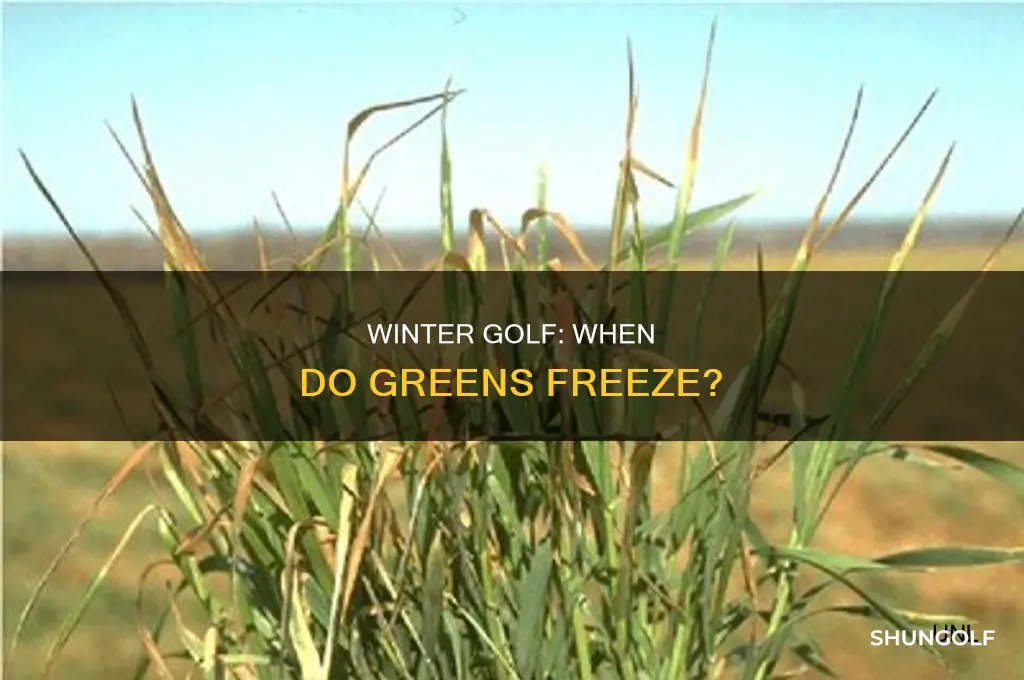 what temperature do golf greens freeze