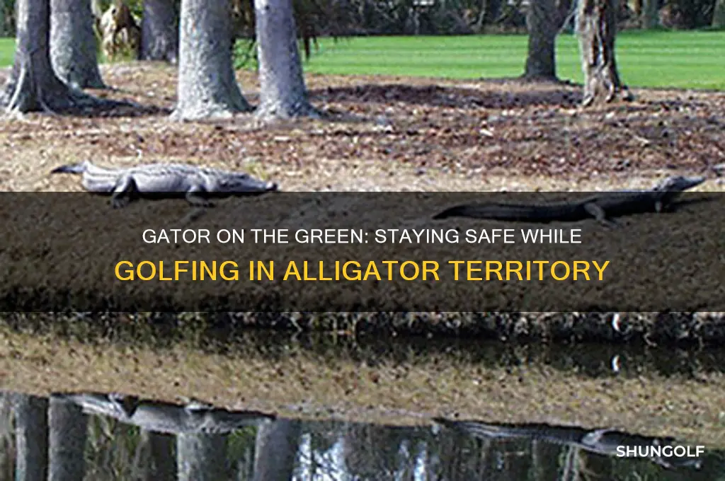 what to do if you see a gator while golfing