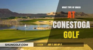 Discover the Lush Greens: Conestoga Golf Course's Grass Type Revealed