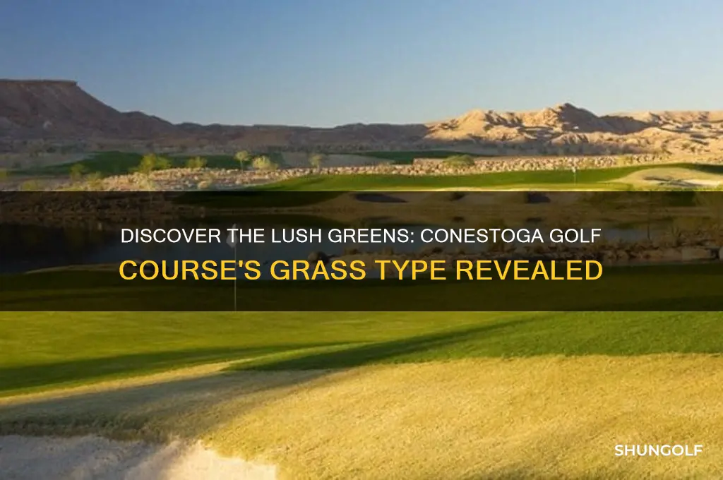 what type of grass at conestoga golf