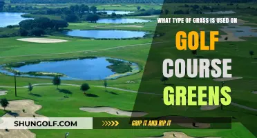 Perfecting the Putt: Exploring the Ideal Grass for Golf Course Greens