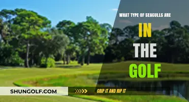 Identifying the Seagull Species Commonly Found on Golf Courses