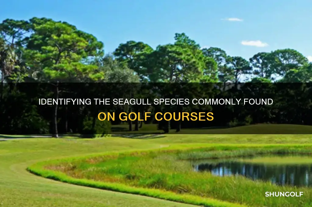 what type of seagulls are in the golf