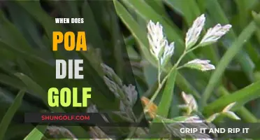Poa Annua: Golf's Seasonal Green Menace