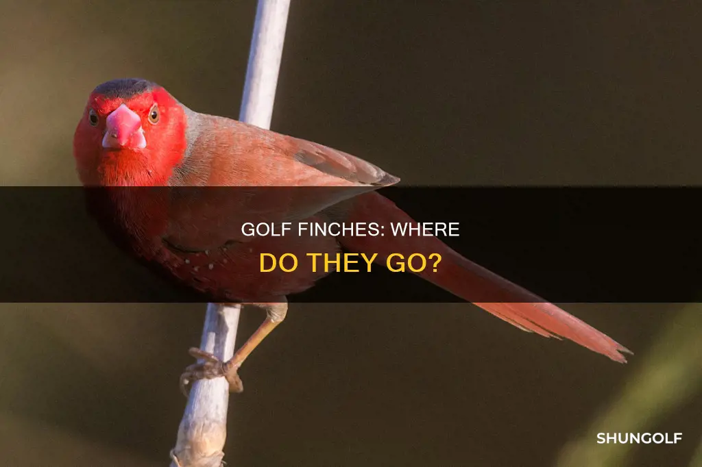 where are the golf finches