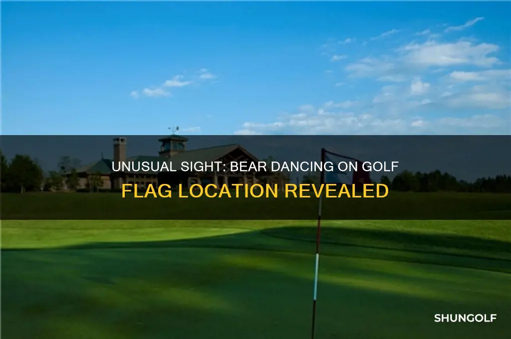 where was the bear dancing on golf flag