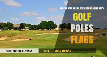 Black Bear Spotted Playfully Interacting with Golf Course Flagpoles