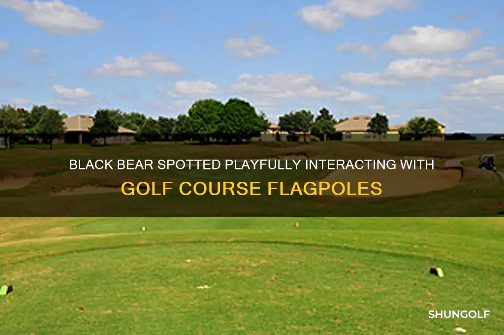 where was the black bear playinb with golf poles flags