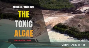 Toxic Algae Alert: Which Golf Course Beaches Are Affected?