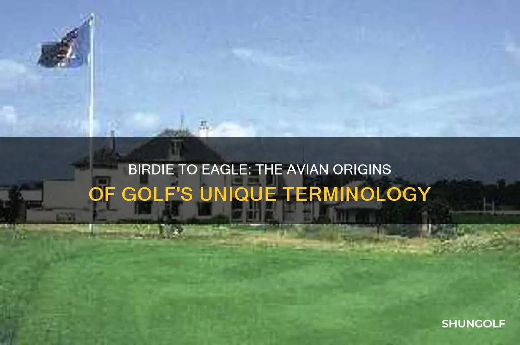 why are all golf terms named after birds