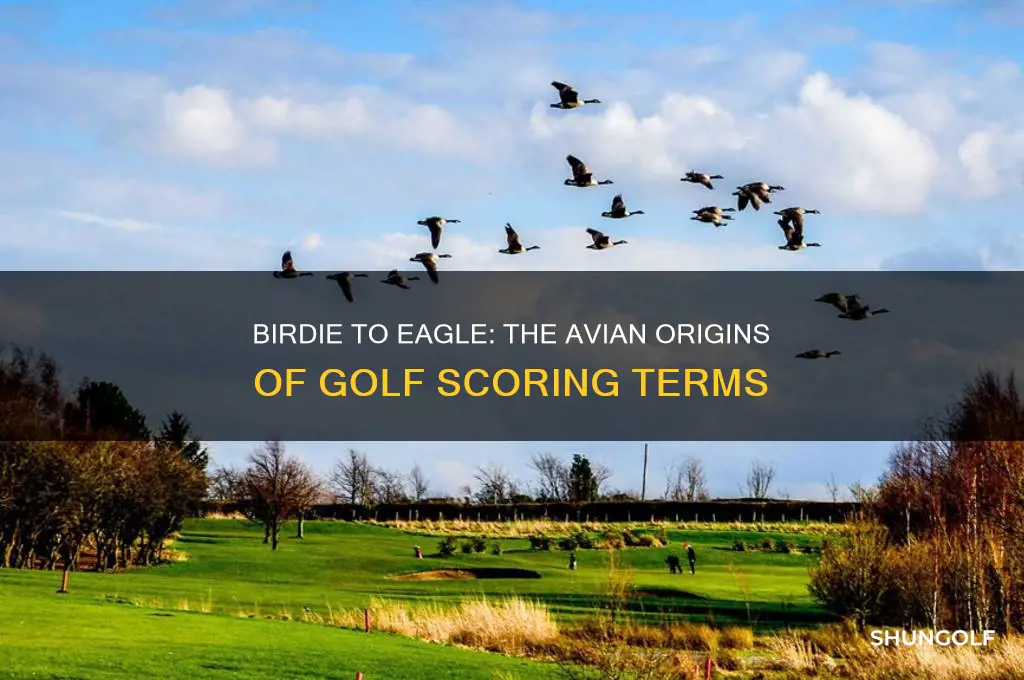 why are golf scores named after birds