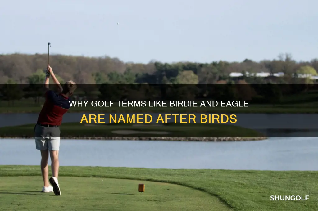 why are golf terms birds