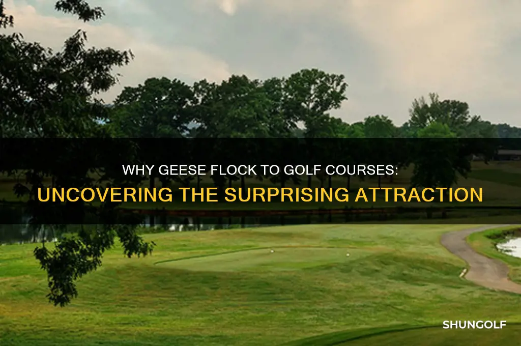 why do geese like golf fields
