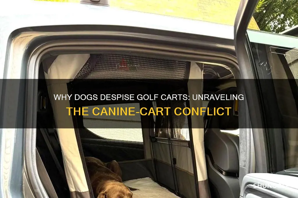 why does my dog hate golf cats
