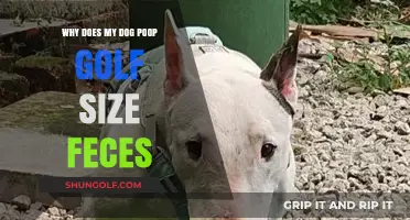 Why Your Dog Poops Golf Ball-Sized Feces: Causes and Solutions