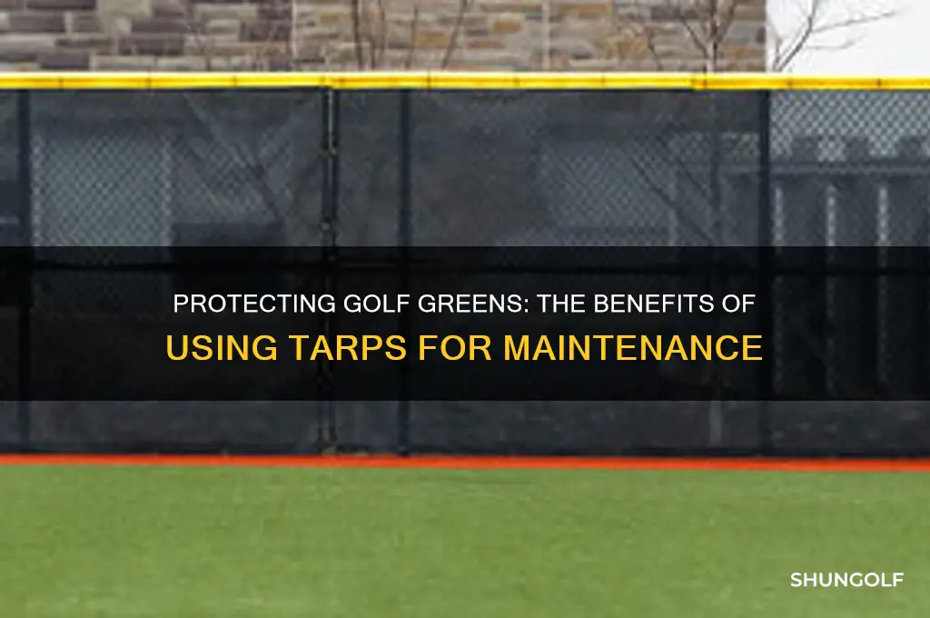 why tarp golf greens