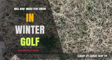 Will Bent Grass Stay Green on Winter Golf Courses?