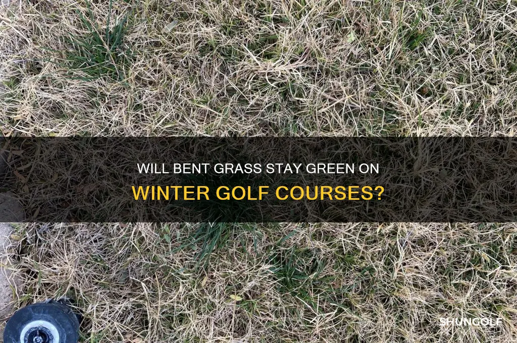 will bent grass stay green in winter golf