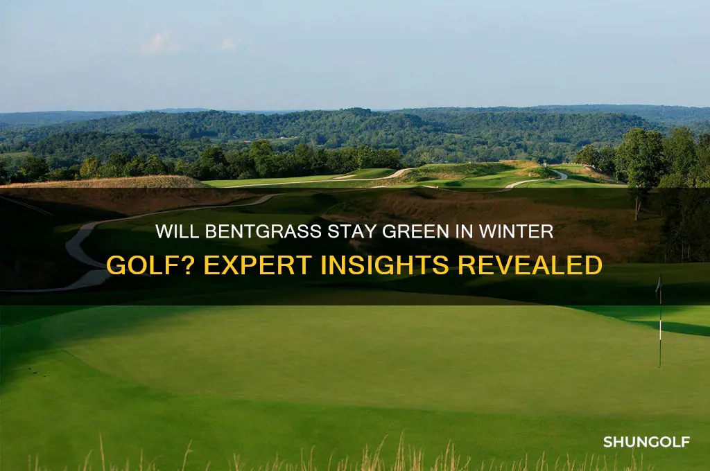 will betn grass stay green in winter golf