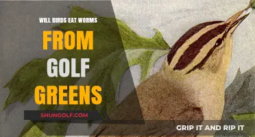 Do Birds Feed on Worms from Golf Greens? Exploring the Truth