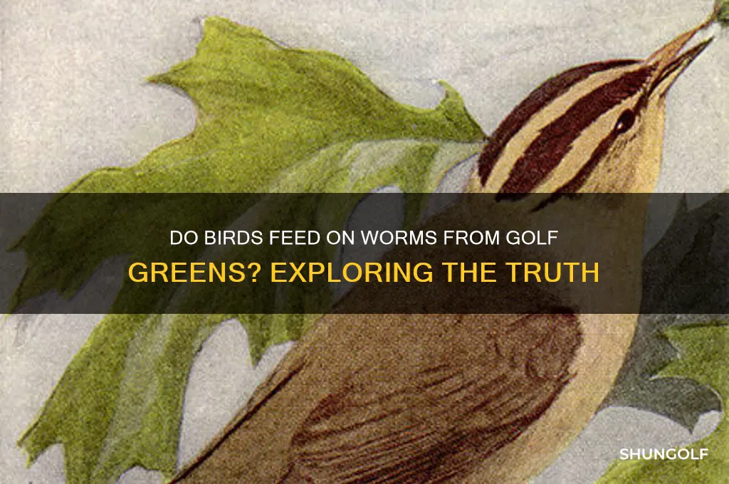 will birds eat worms from golf greens