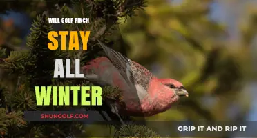 Will Golf Finch Stay All Winter? Seasonal Behavior Explained