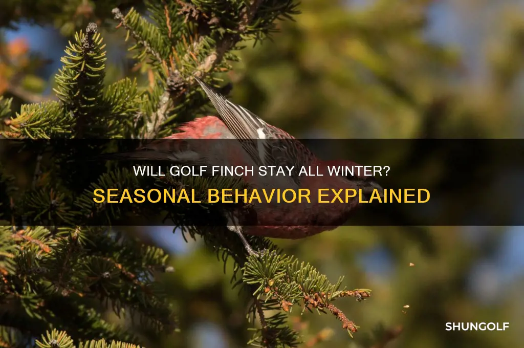 will golf finch stay all winter