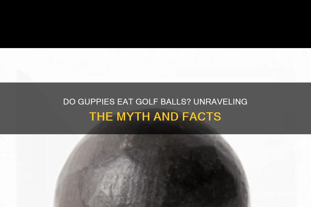 will guppies eat golf